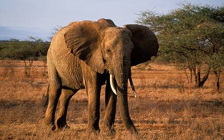 4-Day Ultimate Tour of Masai Mara & Lake Nakuru